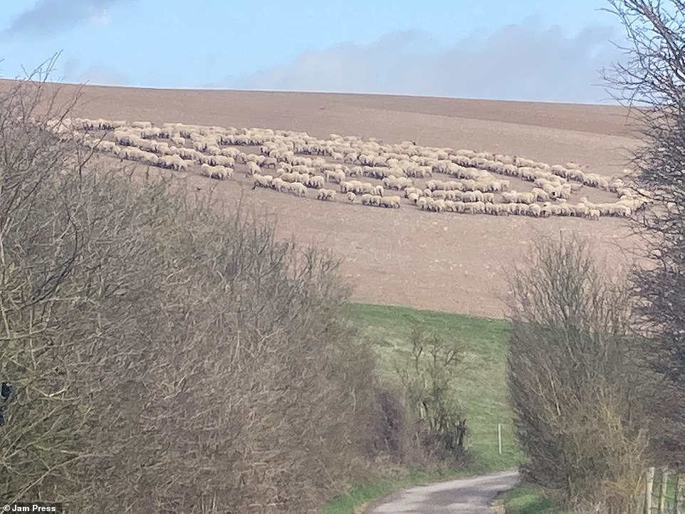 41545974-9453965-Hundreds_of_sheep_have_caused_a_stir_after_they_were_spotted_sta-a-1_1617985721786